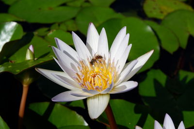 Close-up of bee on white water lily
