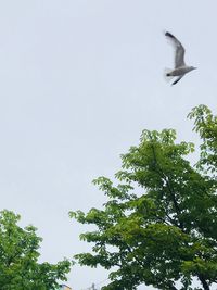 Low angle view of seagull flying in sky