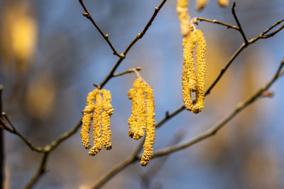 Close-up of yellow flowering plant on branch