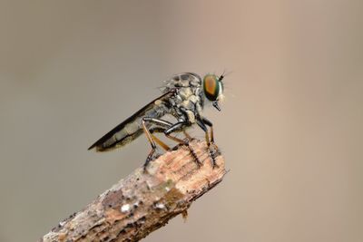 Close-up of insect perching on leaf