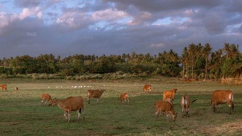 Horses grazing in a field
