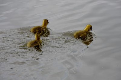 High angle view of ducks swimming in lake