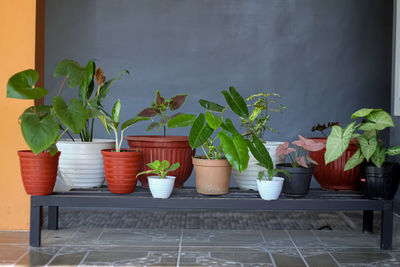 Potted plants on table at home