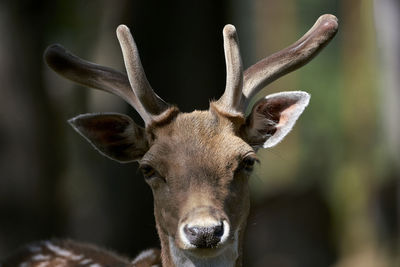 Close-up portrait of deer