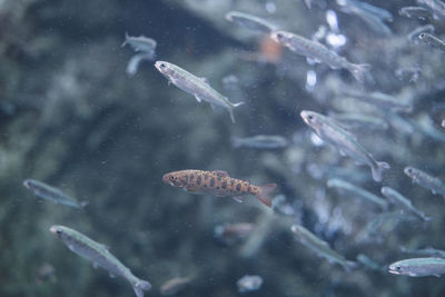 Aquarium of young salmon living in hokkaido shibetsu salmon science museum