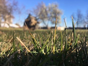 Close-up of grass on field against sky