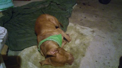 Dog sleeping on the ground