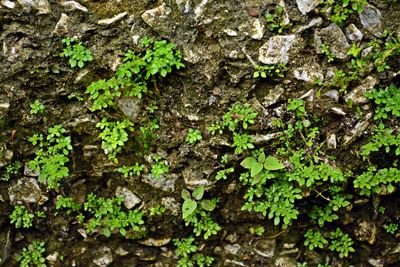 Full frame shot of green leaves