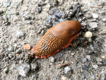 Close-up of spanish slug on field