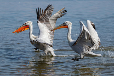 Birds flying over lake