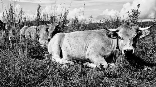 Cow standing in a field