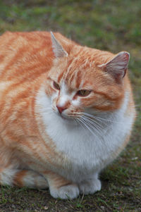 Close-up of cat lying on field