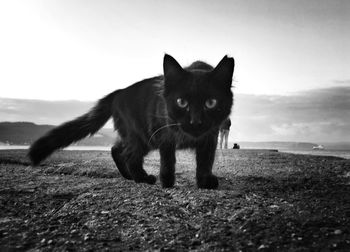 Portrait of cat on the coast.