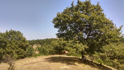 Trees by plants on sunny day