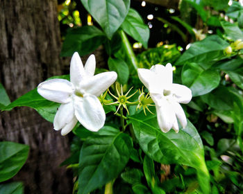 Close-up of white flowers blooming outdoors