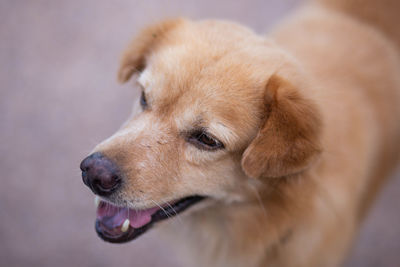 Close-up of dog looking away