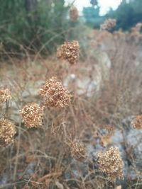 Close-up of plants