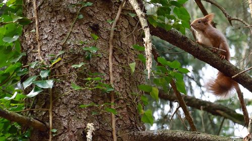 Low angle view of squirrel on tree in forest