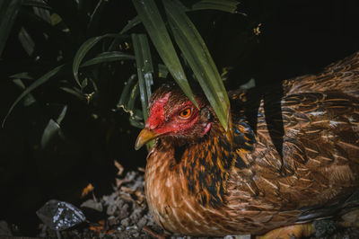 Close-up of birds