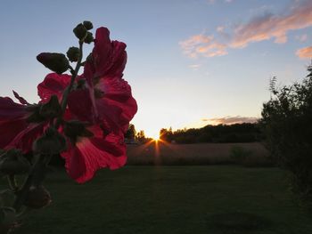 Close-up of red flower blooming on field against sky during sunset