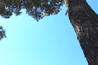 Low angle view of tree against clear blue sky