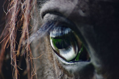 Close-up of horse