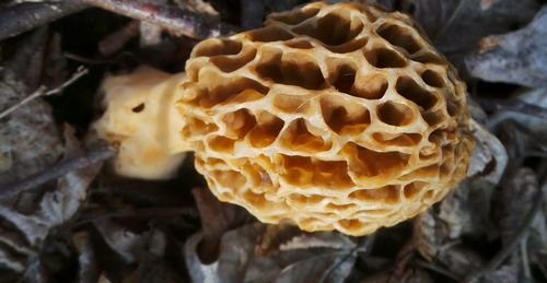 Close-up of fungus in forest