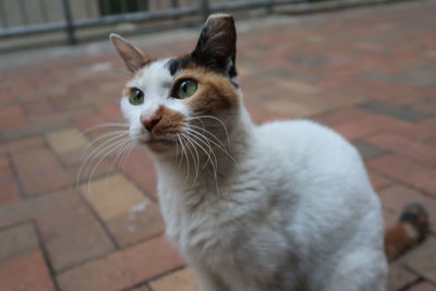 Close-up portrait of cat