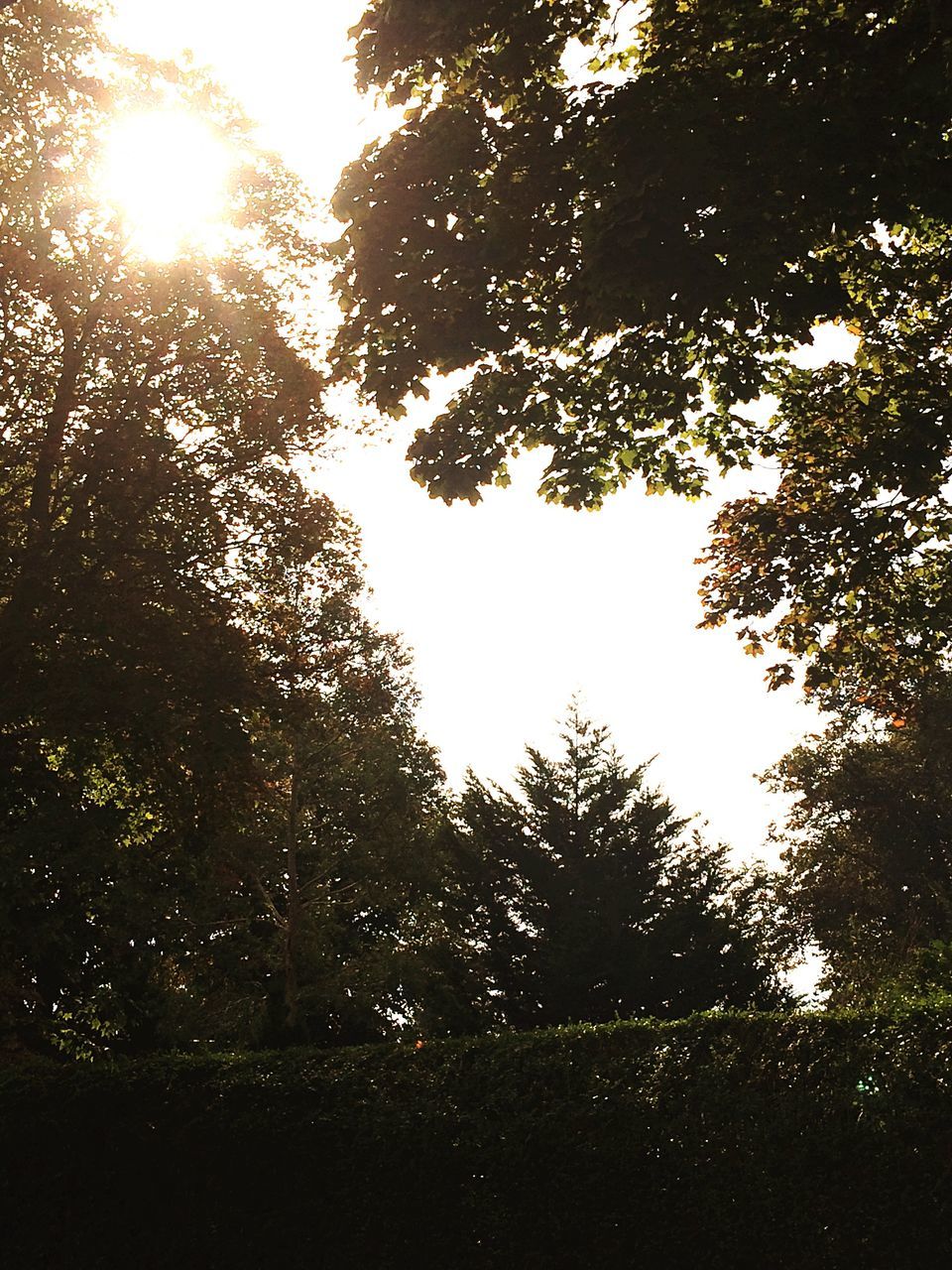 low angle view, tree, growth, branch, tranquility, beauty in nature, nature, scenics, clear sky, tranquil scene, sky, day, lush foliage, outdoors, green, green color, outline