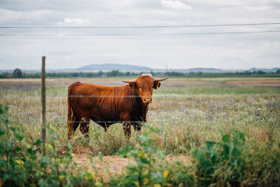 Highland cattle standing on field against sky