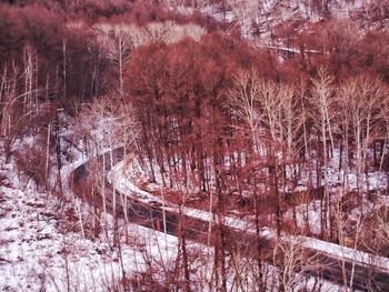 Frozen trees in forest during winter