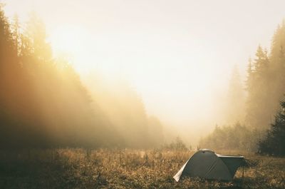 Tent amidst plants against trees in forest during foggy weather