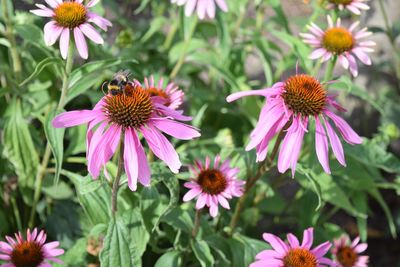 Close-up of pink flowers in park