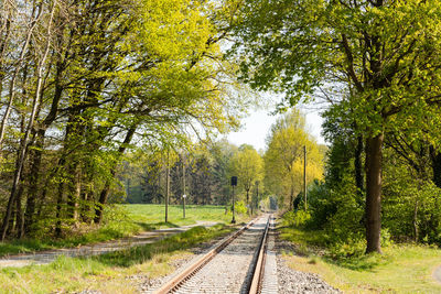 Railroad track amidst trees