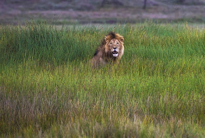 View of a cat on field