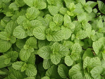 Full frame shot of green leaves