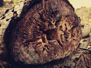 Close-up of tree trunk