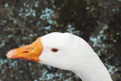 Close-up of a bird