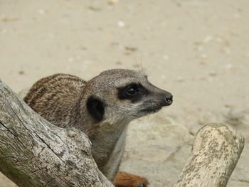 Close-up of a lizard on rock