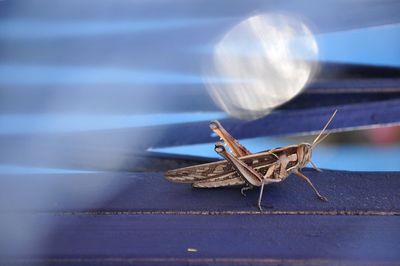 Close-up of butterfly on table