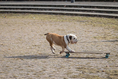 Dog on ground