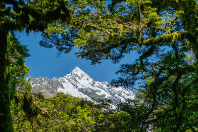 Low angle view of trees and mountains against sky