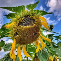 Close-up of sunflower on plant
