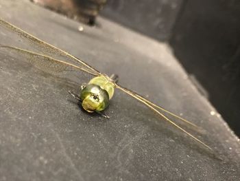 Close-up of insect