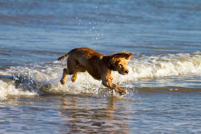 Dog running on beach