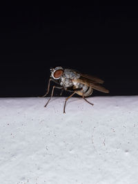 Close-up of insect over black background