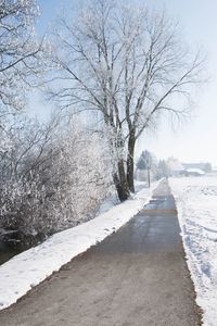 Snow covered bare trees against sky