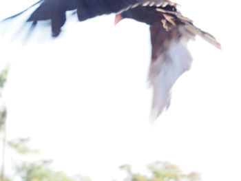 Low angle view of bird flying in sky