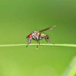 Close-up of fly on green leaf