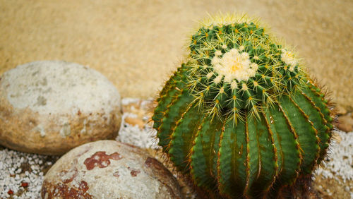 Close-up of cactus growing on rock